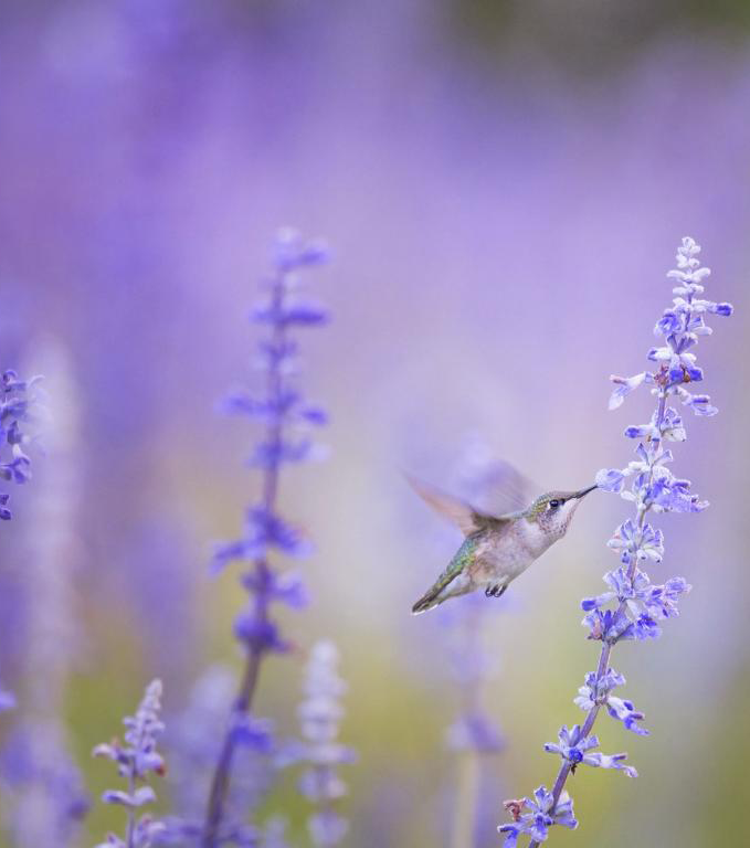 Hummingbird with flowers